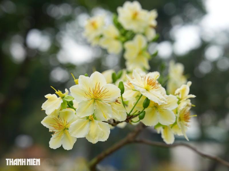Toàn cảnh Hội hoa xuân ở trung tâm TP.HCM trước giờ khai mạc: Bên trong có gì?  - Ảnh 11.
