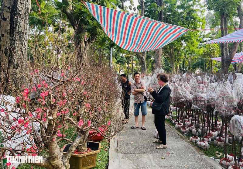 Hoa tết 2026 tràn ngập đường phố TP.HCM: Người dân thích là 'ghé lựa' - Ảnh 4.