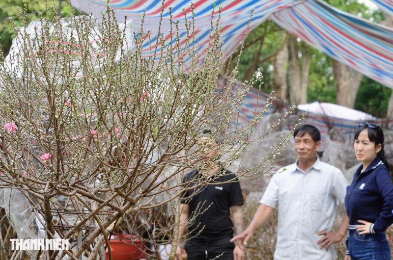 Chợ hoa tết ở tp.Hcm: Hoa đào quyến rũ chờ đón Bạn - Ảnh 7.