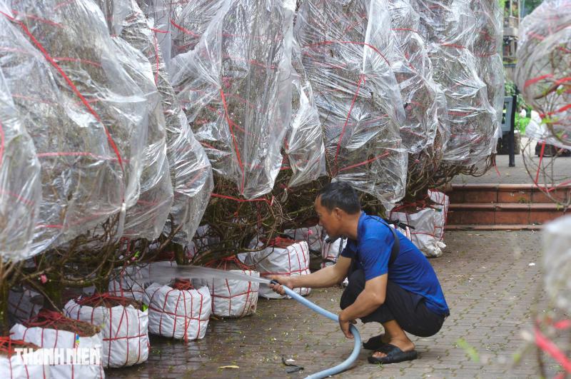 Có chợ hoa đào tết 'đẹp ngẩn ngơ' giữa trung tâm TP.HCM: Bạn biết chưa? - Ảnh 1.