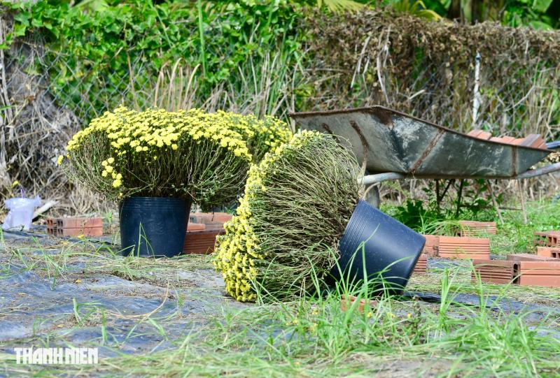 3 đời trồng hoa tết vẫn bất lực trước thiên nhiên: Lỗ 200 triệu đồng - Ảnh 2.