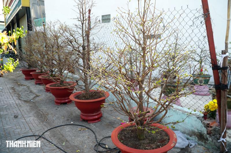 Mai tết đường Phạm Văn Đồng, TP.HCM: Thấp nhất 1 triệu, cao nhất trăm triệu đồng/cây- Ảnh 2.