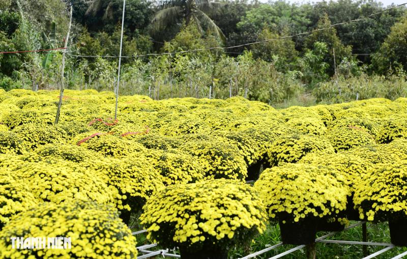 Vay ngân hàng trồng hoa tết thất bại: Nhưng mồ hôi, nước mắt rồi sẽ khô! - Ảnh 5.
