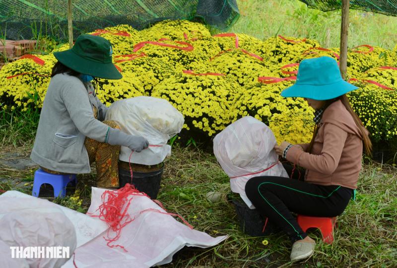 Vay ngân hàng trồng hoa tết thất bại: Nhưng mồ hôi, nước mắt rồi sẽ khô! - Ảnh 3.