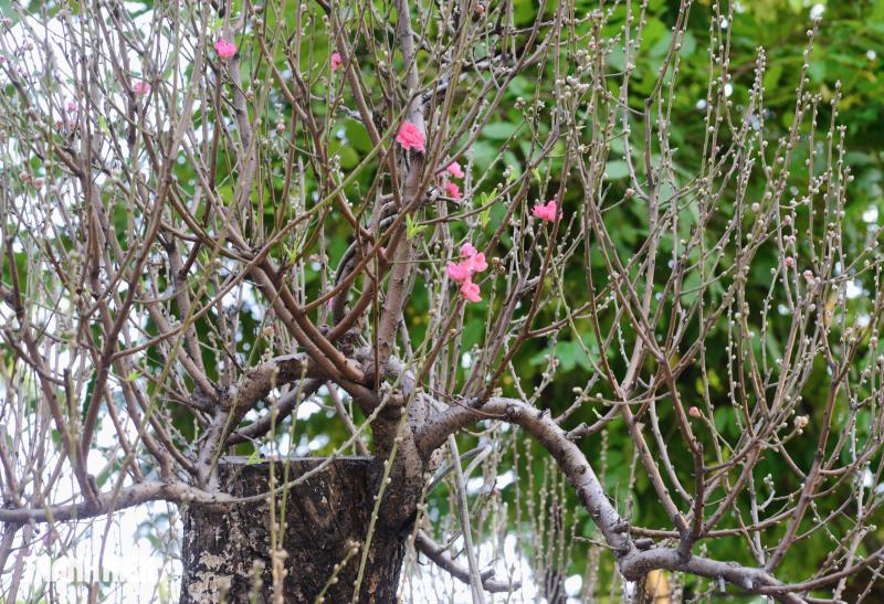 Hoa đào tết giá trăm triệu ở tp.Hcm: Khám phá những cội cây đặc biệt - Ảnh 4.