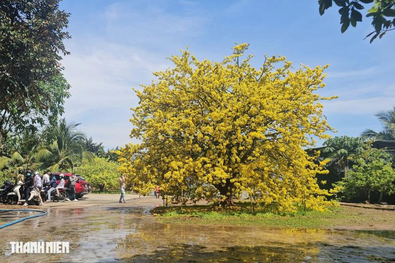 Cây mai có 1 không 2 ở Đồng Nai nở rực mùng 3 tết, như quả cầu vàng - Ảnh 2.