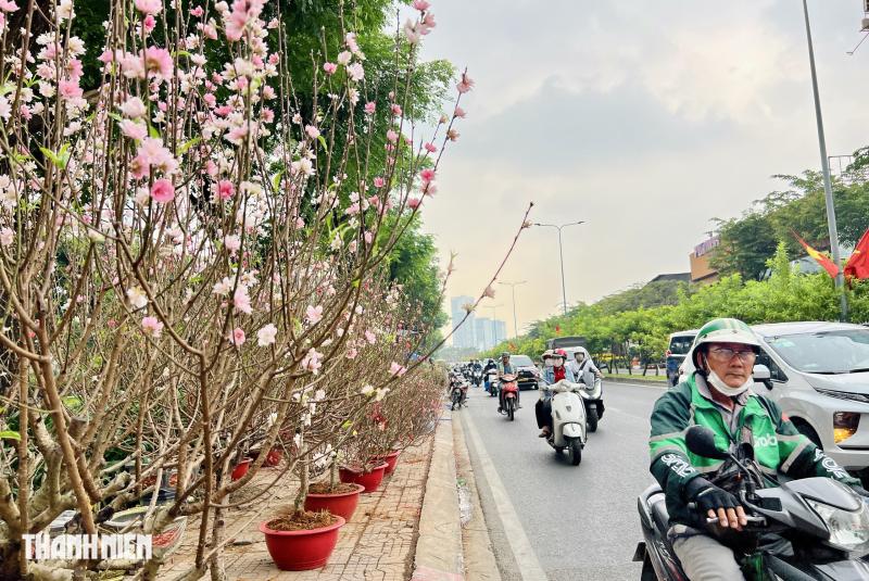 Hoa tết 2026 tràn ngập đường phố TP.HCM: Người dân thích là 'ghé lựa' - Ảnh 13.