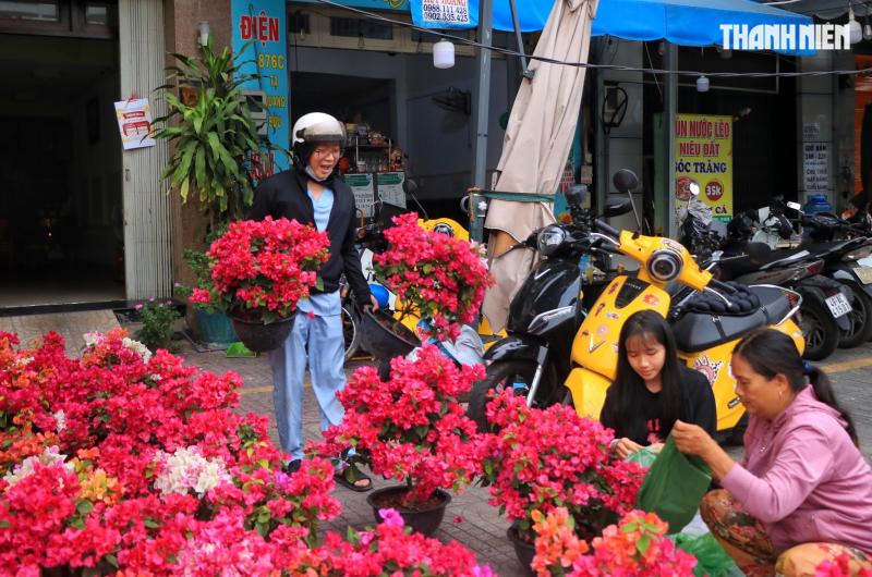 Bất ngờ hoa tết ở TP.HCM: Nhà vườn gặp khách sộp liền… lì xì ngược lại khách - Ảnh 2.