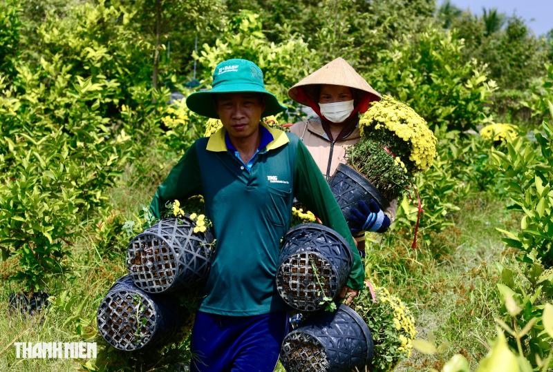 Vay ngân hàng trồng hoa tết thất bại: Nhưng mồ hôi, nước mắt rồi sẽ khô! - Ảnh 4.