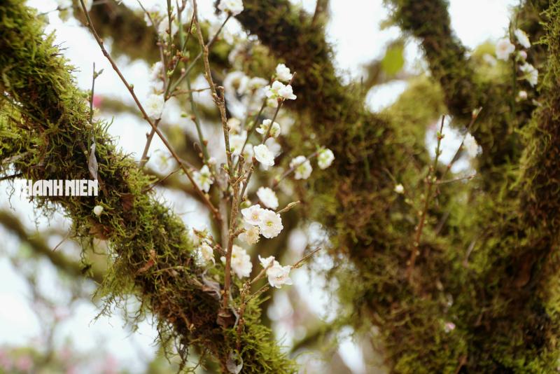 Hoa tết ở Buôn Ma Thuột: Bất ngờ với vựa hoa nhất chi mai từ xứ lạnh- Ảnh 3.