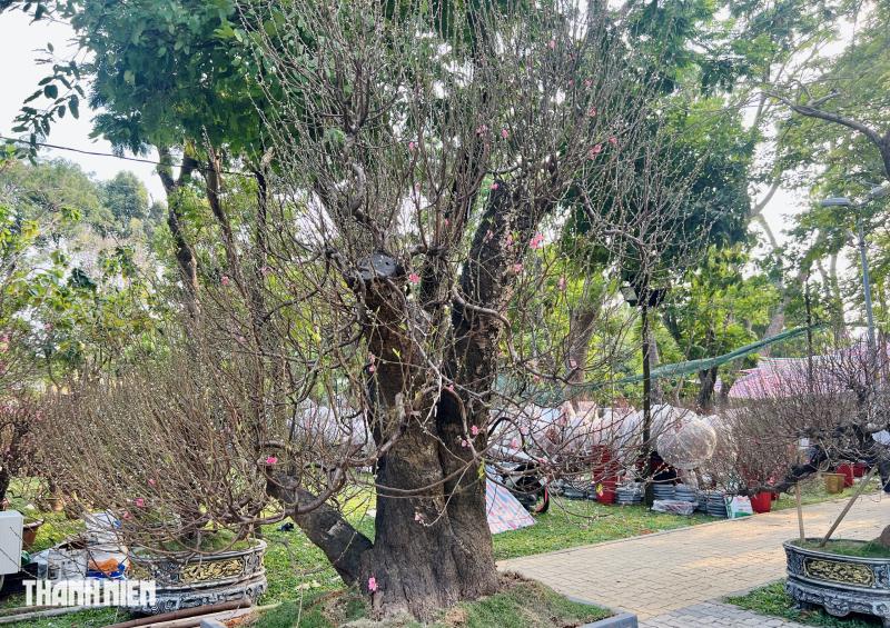 Hoa đào tết giá trăm triệu ở tp.Hcm: Khám phá những cội cây đặc biệt - Ảnh 3.