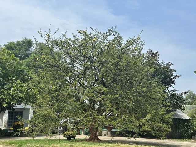 Chuyện về cây mai cũng biết buồn, không ra hoa 2 năm như chịu tang ông chủ - Ảnh 4.