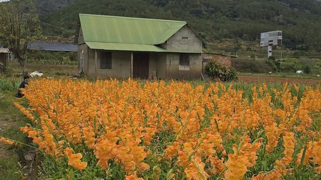Nông dân Hiệp Thạnh thất thu vì hoa lay ơn nở muộn sau Tết Bính Ngọ 2026 - Ảnh 3.