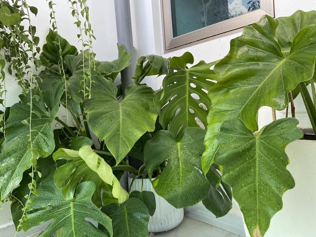 Về quê ăn tết làm sao tưới cây? Cách xử lý nhanh gọn - Ảnh 8.