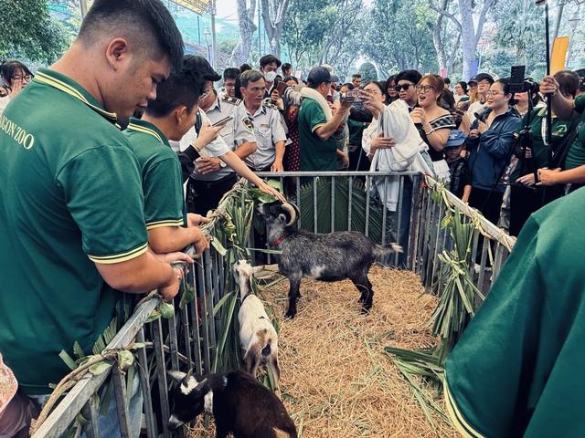 Thảo Cầm Viên Sài Gòn lần đầu cho ngựa lùn, dê, cừu... 'du xuân' dịp tết - Ảnh 3.