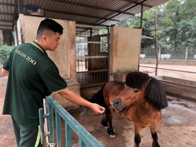 Thảo Cầm Viên Sài Gòn lần đầu cho ngựa lùn, dê, cừu... 'du xuân' dịp tết - Ảnh 1.