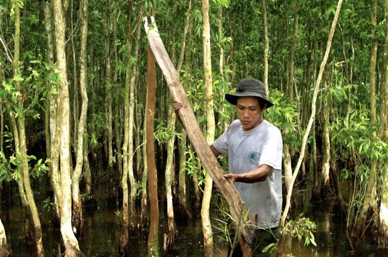 Gác kèo ong U Minh Hạ: Nghề 'mời ong về ở' giữ hồn rừng tràm   - Ảnh 9.