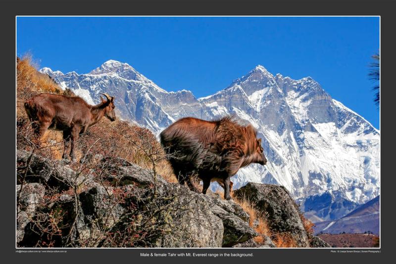 Không check-in, không nghỉ dưỡng: Vì sao nhiều người Việt chi trăm triệu tìm đến Himalaya?- Ảnh 3.
