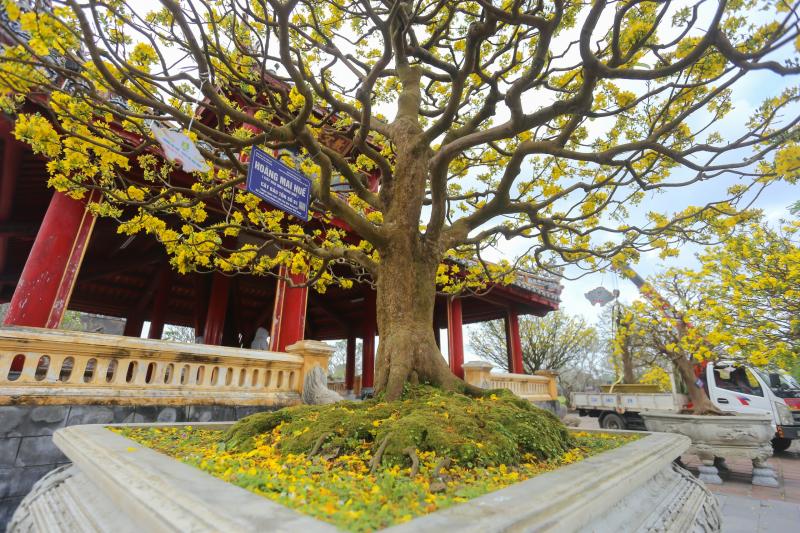 Chiêm ngưỡng những 'siêu' hoàng mai tiền tỉ ở Huế trước Phu Văn Lâu- Ảnh 3.
