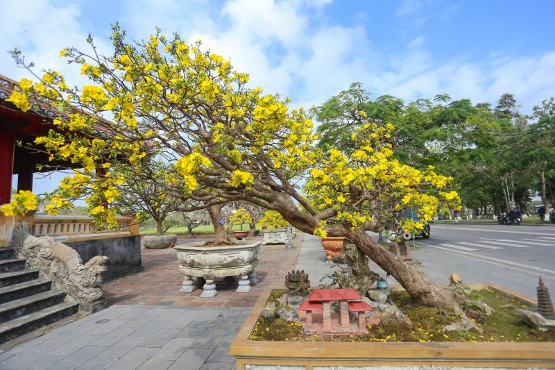 Chiêm ngưỡng những 'siêu' hoàng mai tiền tỉ ở Huế trước Phu Văn Lâu- Ảnh 10.