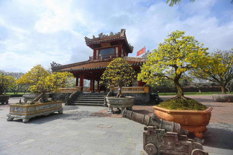 Chiêm ngưỡng những 'siêu' hoàng mai tiền tỉ ở Huế trước Phu Văn Lâu- Ảnh 2.