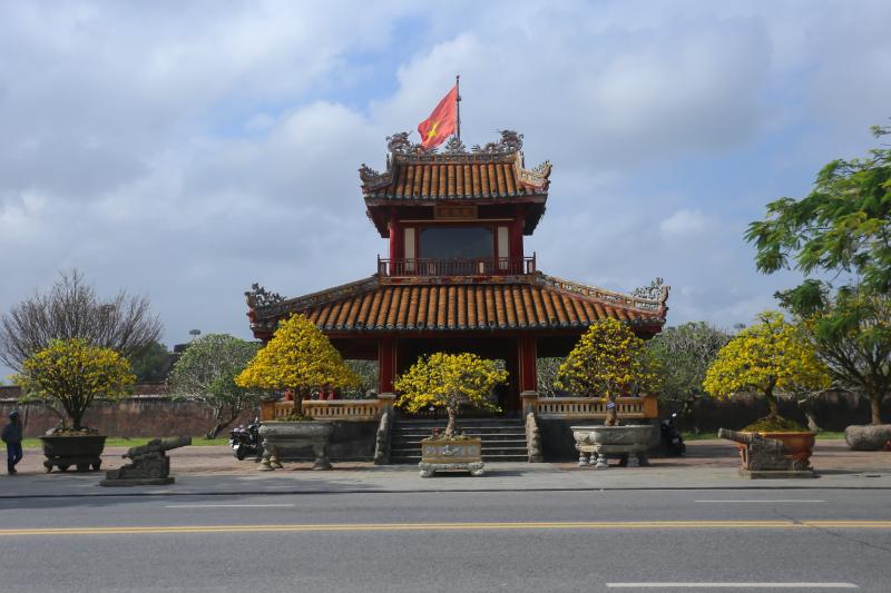 Chiêm ngưỡng những 'siêu' hoàng mai tiền tỉ ở Huế trước Phu Văn Lâu- Ảnh 1.