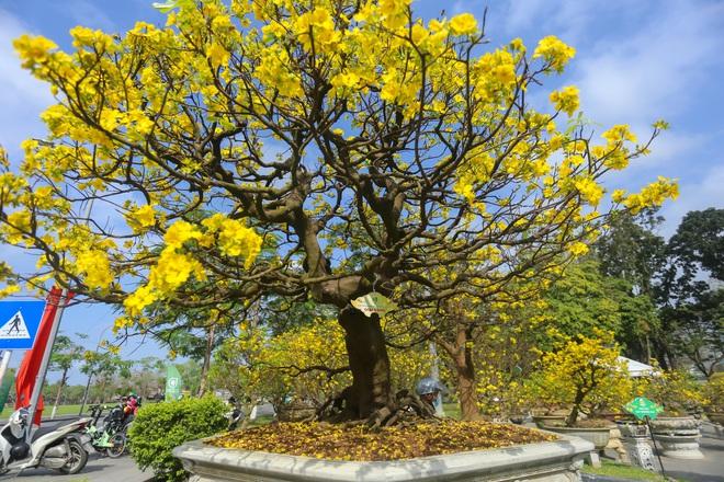 Chiêm ngưỡng những 'siêu' hoàng mai tiền tỉ ở Huế trước Phu Văn Lâu- Ảnh 8.