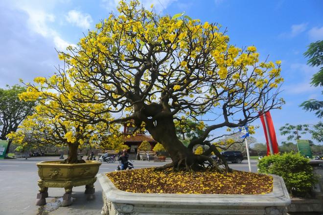 Chiêm ngưỡng những 'siêu' hoàng mai tiền tỉ ở Huế trước Phu Văn Lâu- Ảnh 6.