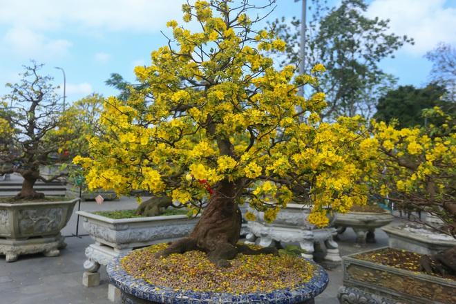 Chiêm ngưỡng những 'siêu' hoàng mai tiền tỉ ở Huế trước Phu Văn Lâu- Ảnh 5.