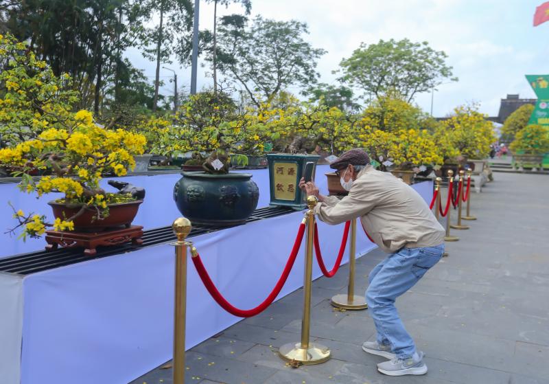 Chiêm ngưỡng những 'siêu' hoàng mai tiền tỉ ở Huế trước Phu Văn Lâu- Ảnh 12.