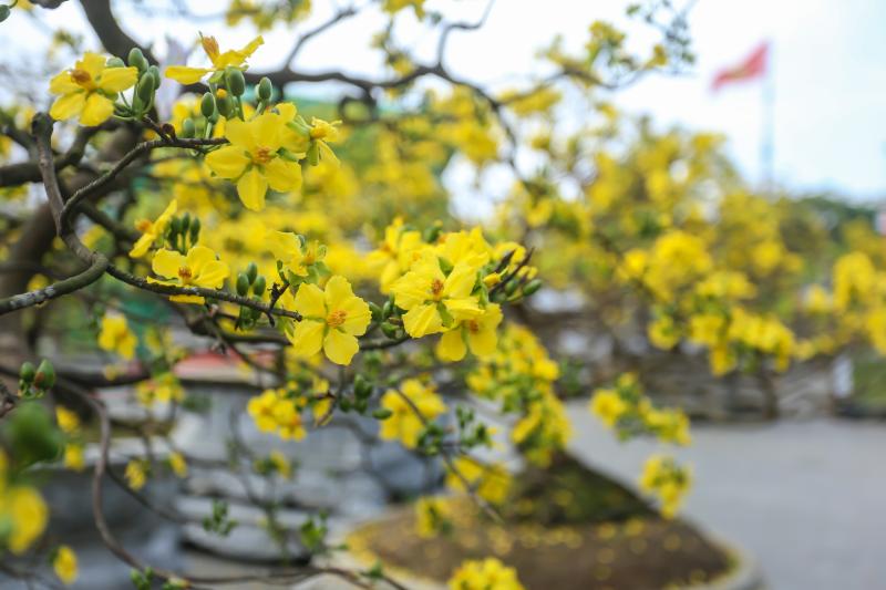 Chiêm ngưỡng những 'siêu' hoàng mai tiền tỉ ở Huế trước Phu Văn Lâu- Ảnh 4.