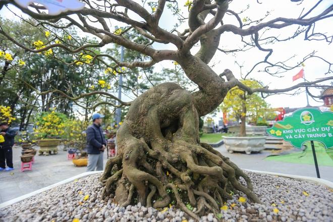 Chiêm ngưỡng những 'siêu' hoàng mai tiền tỉ ở Huế trước Phu Văn Lâu- Ảnh 7.