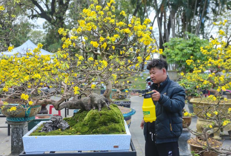 Chiêm ngưỡng những 'siêu' hoàng mai tiền tỉ ở Huế trước Phu Văn Lâu- Ảnh 11.