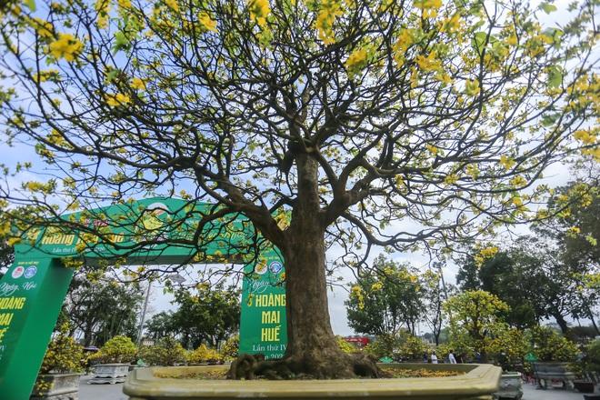 Chiêm ngưỡng những 'siêu' hoàng mai tiền tỉ ở Huế trước Phu Văn Lâu- Ảnh 9.