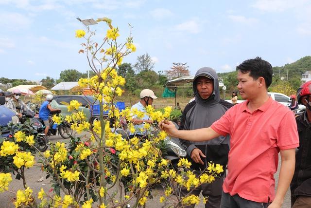 Mai nở sớm, nhà vườn buồn bã chờ xe đến chợ hoa tết Phú Quốc chở về  - Ảnh 4.