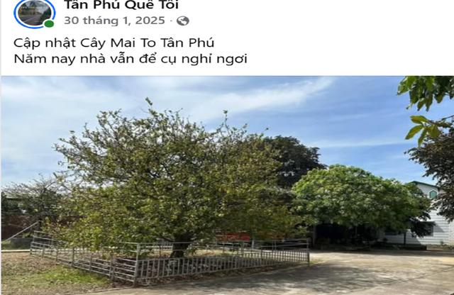 Chuyện về cây mai cũng biết buồn, không ra hoa 2 năm như chịu tang ông chủ - Ảnh 3.