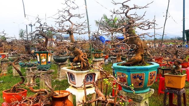 Mai tết trúng đậm, 2 phường ở Gia Lai thu hơn 140 tỉ đồng - Ảnh 1.