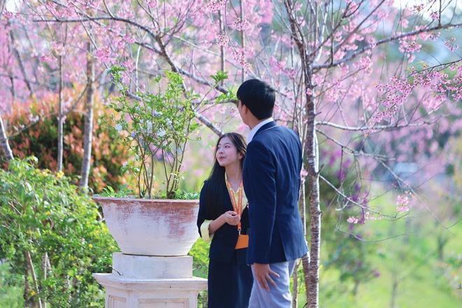 Trường ĐH Đà Lạt rực sắc mai anh đào, sinh viên, du khách thích thú chụp ảnh- Ảnh 15.