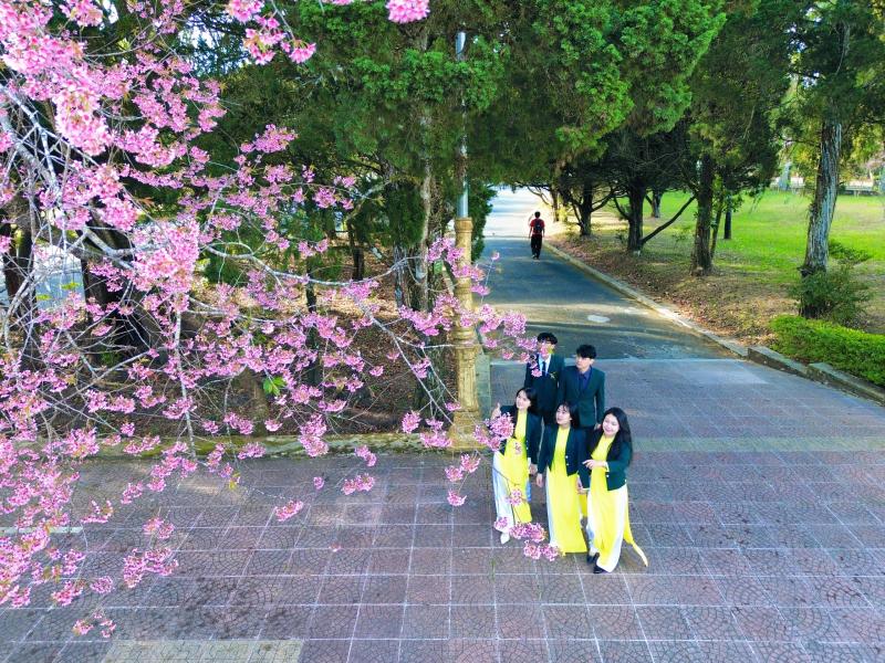Trường ĐH Đà Lạt rực sắc mai anh đào, sinh viên, du khách thích thú chụp ảnh- Ảnh 2.