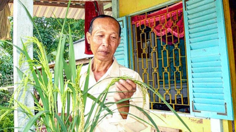 Hành trình hồi sinh gạo đỏ đặc sản miền Tây - Ảnh 1.