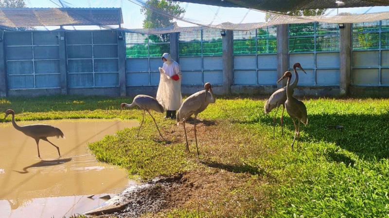 'Bảo mẫu' của sếu đầu đỏ- Ảnh 2.