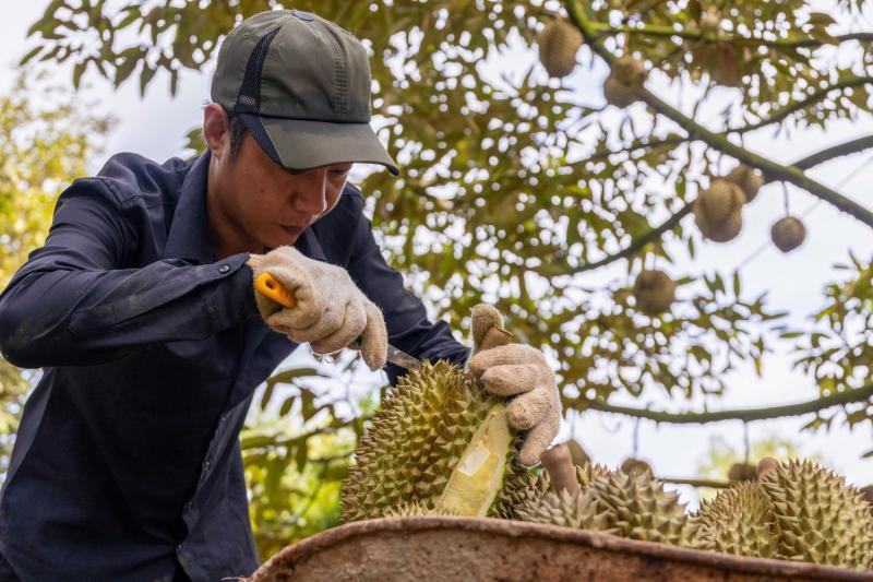 Nông sản Việt tiến thẳng vào kỷ nguyên xanh- Ảnh 1.