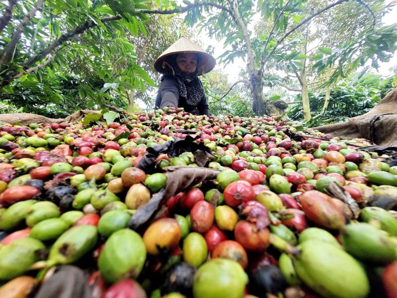 Nông sản Việt tiến thẳng vào kỷ nguyên xanh- Ảnh 2.