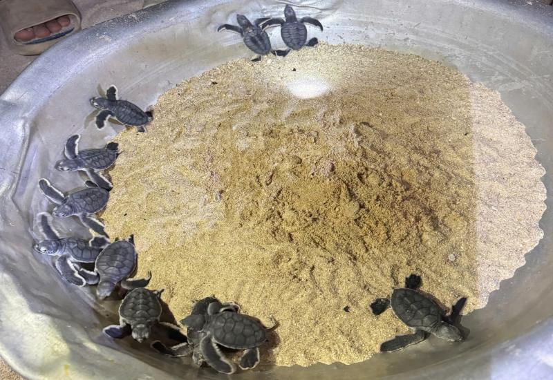 Nơi san hô nảy chồi và rùa biển tái xuất- Ảnh 3.