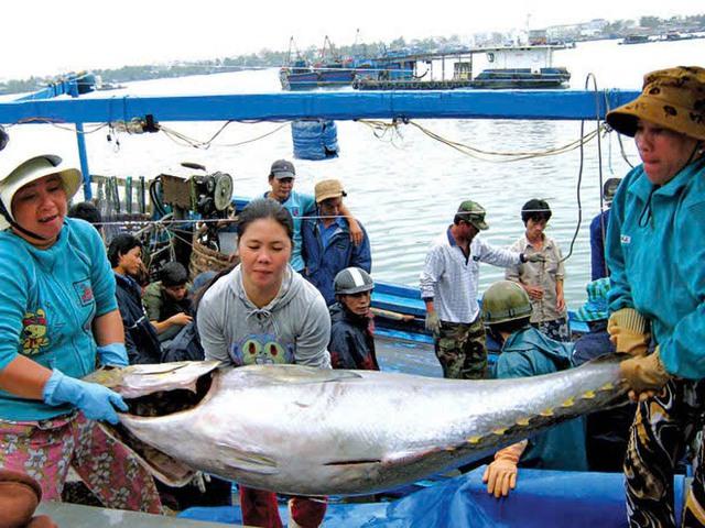 Quyết liệt gỡ 'thẻ vàng' IUU- Ảnh 1.