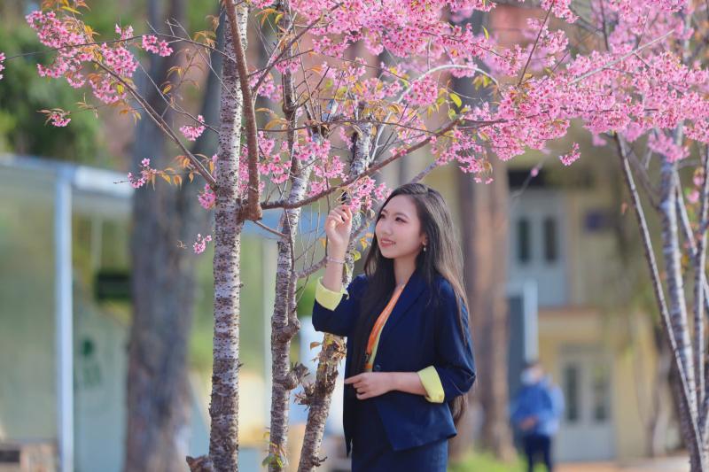 Trường ĐH Đà Lạt rực sắc mai anh đào, sinh viên, du khách thích thú chụp ảnh- Ảnh 5.