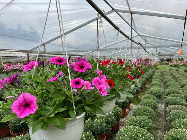 Hoa thơm nở trên đất khó ở Quảng Ngãi- Ảnh 5.