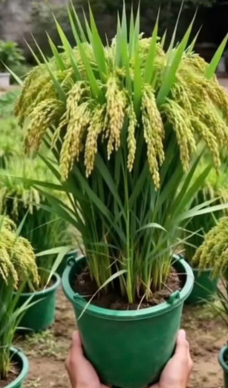 Vì sao nhiều người chưng chậu lúa dịp tết, có ý nghĩa gì?- Ảnh 2.