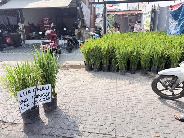 Vì sao nhiều người chưng chậu lúa dịp tết, có ý nghĩa gì?- Ảnh 1.