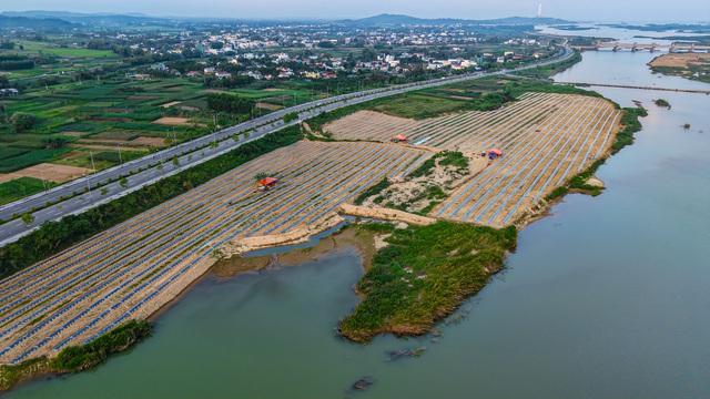 Mưu sinh trên sông Trà: Đời nông dân 'du mục'- Ảnh 1.